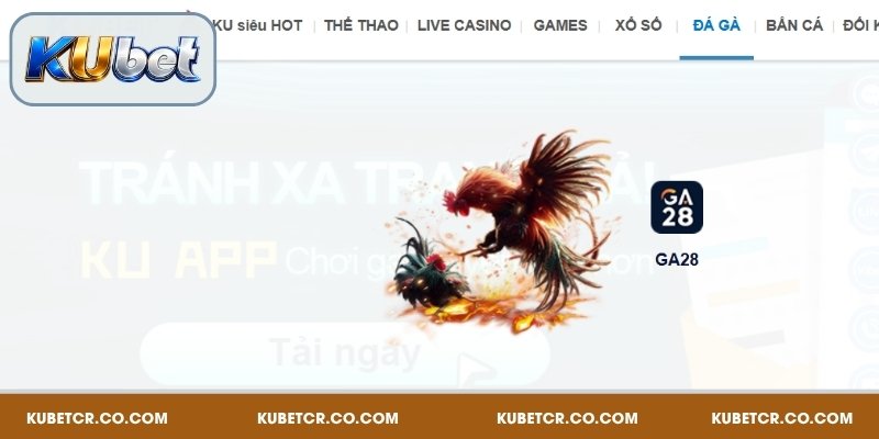 Đá Gà Kubet – Đỉnh Cao Giải Trí Với Trận Đấu Nghẹt Thở 2026 1 Giới thiệu chuyên mục đá gà Kubet